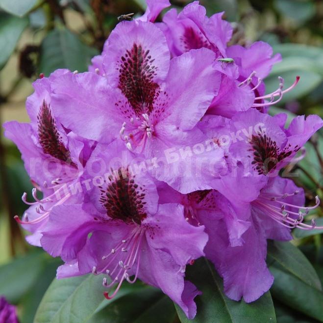 Рододендрон Питер Алан