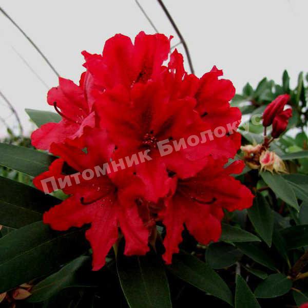 Рододендрон Тарагона