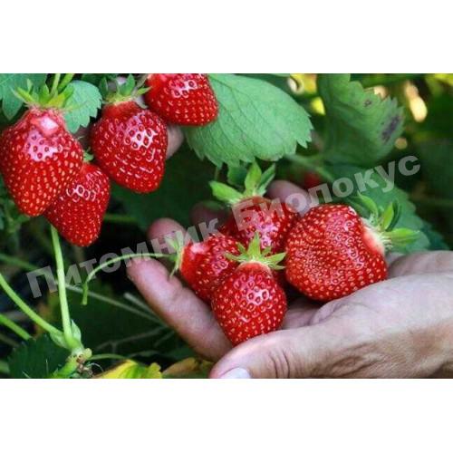 Клубника Ромина