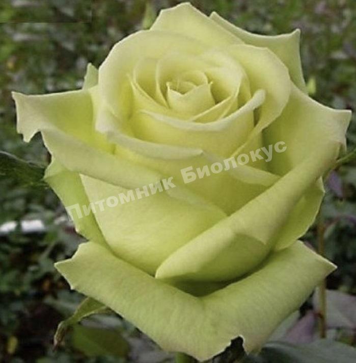 Роза Амандина