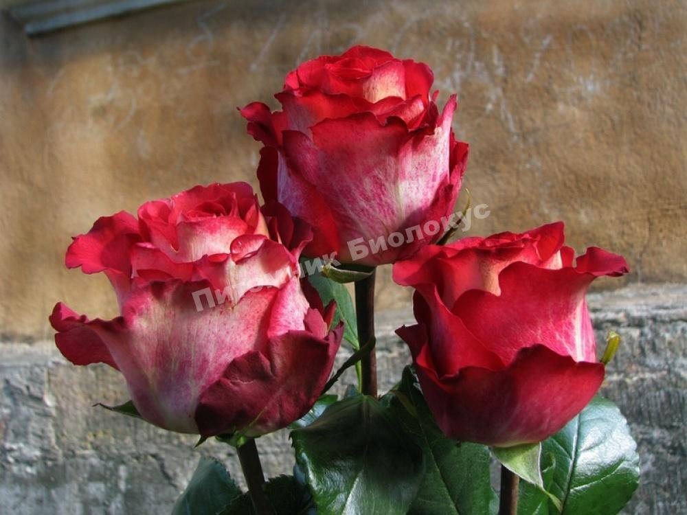 Роза Игуаза