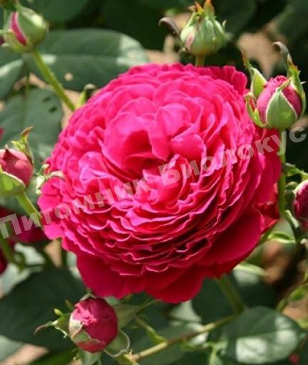 Роза Госпел