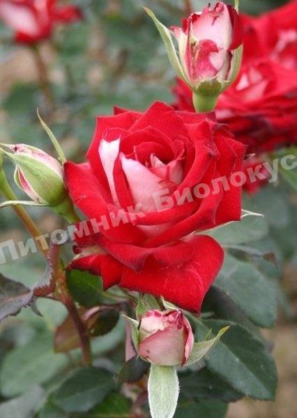 Роза Альянс