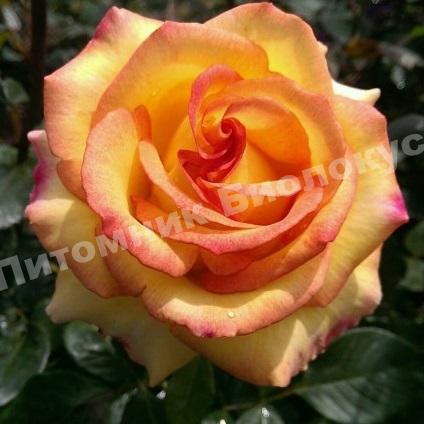 Роза Амбианс