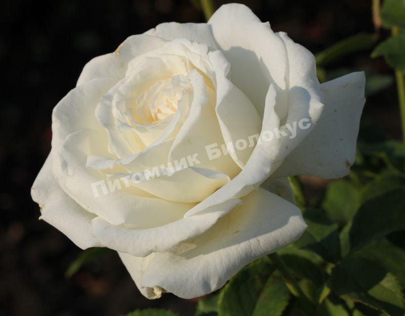 Роза Анастасия