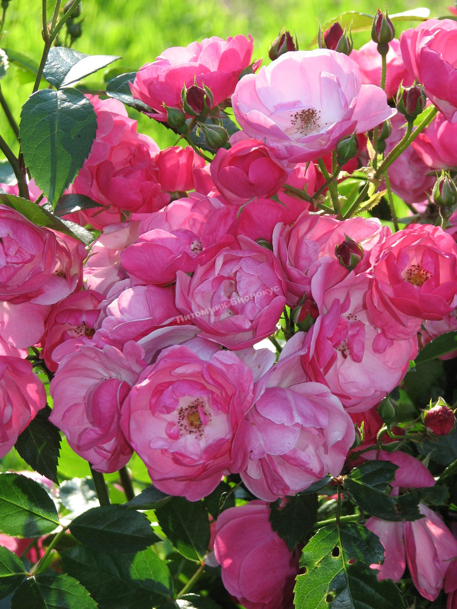 Роза Анжела