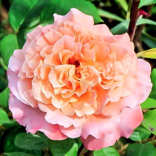 Роза Августа Луиза