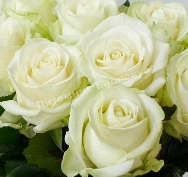 Роза Аваланж