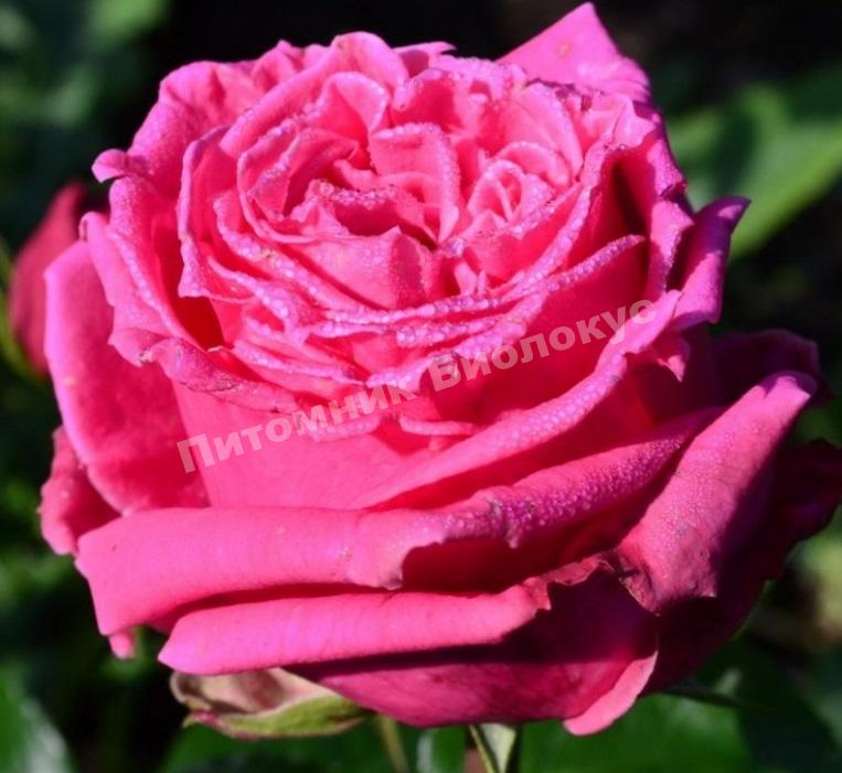 Роза Август Ренуар