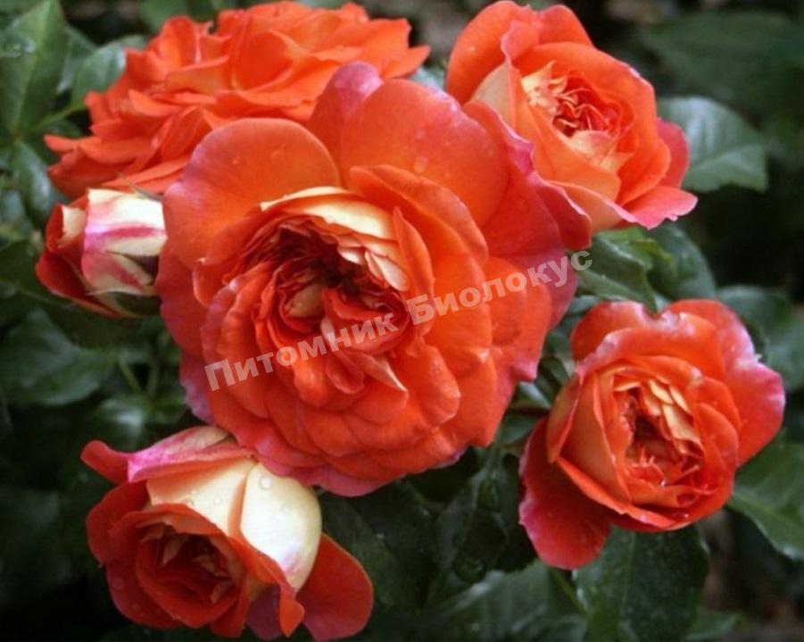 Роза Братья Гримм