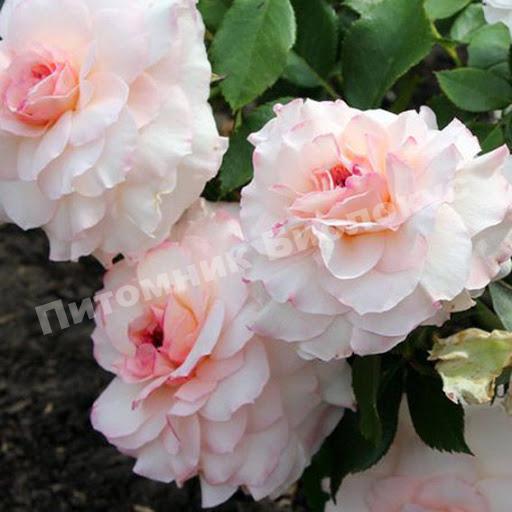 Роза Бременские Музыканты