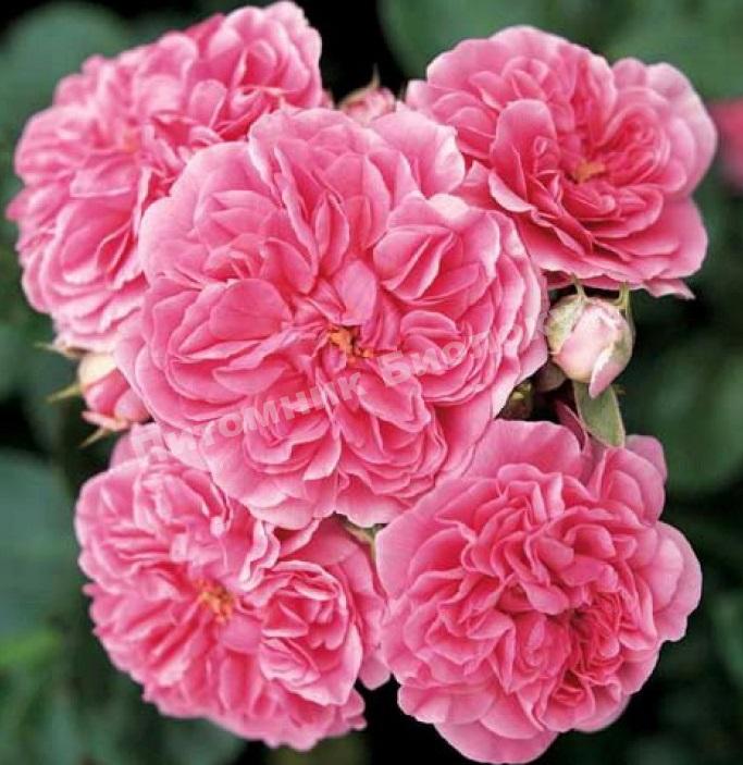 Роза Четыре Сезона