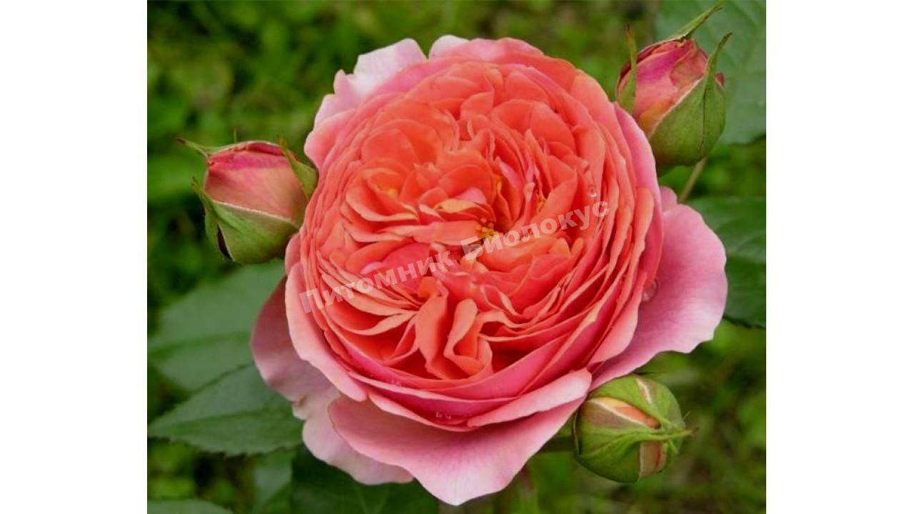 Роза Чип и Дейл