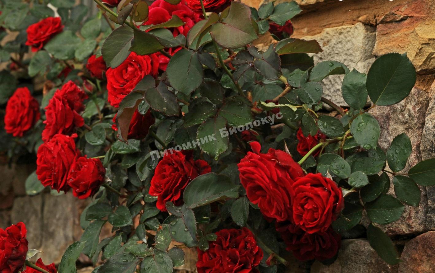 Роза Дон Жуан