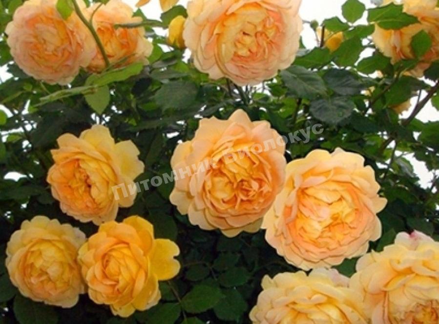 Роза Голден Клаймбер