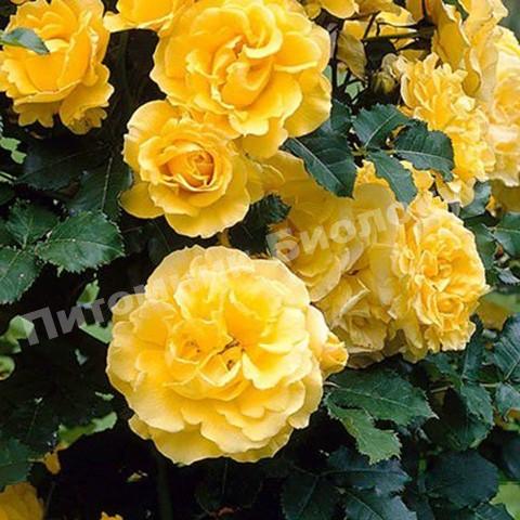 Роза Голден Парфюм