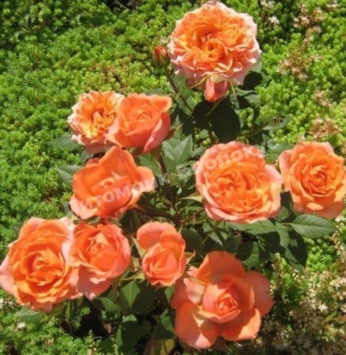 Роза Импала Кордана