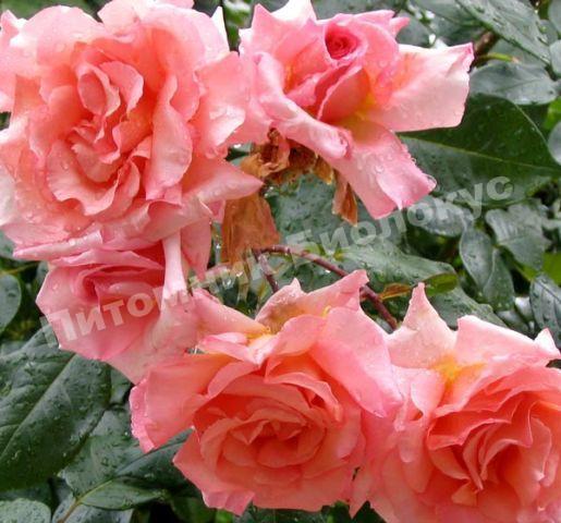 Роза Компассион