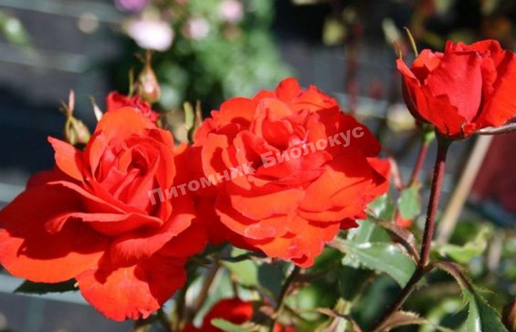 Роза Кордес бриллиант