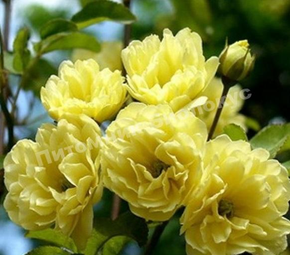 Роза Лютеа Плена