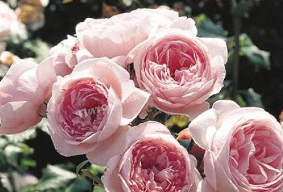 Роза Нахема