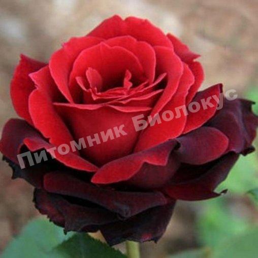 Роза Норита