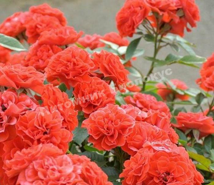 Роза Оранж Мейландина