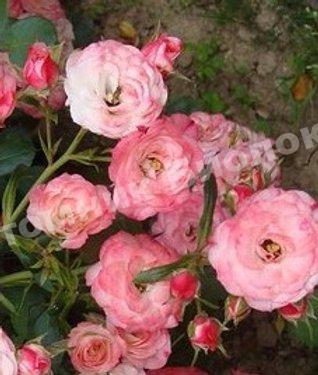 Роза Пат де Велюр