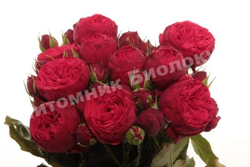 Роза Пиано Фриленд