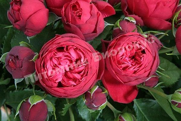 Роза Пиано Ред