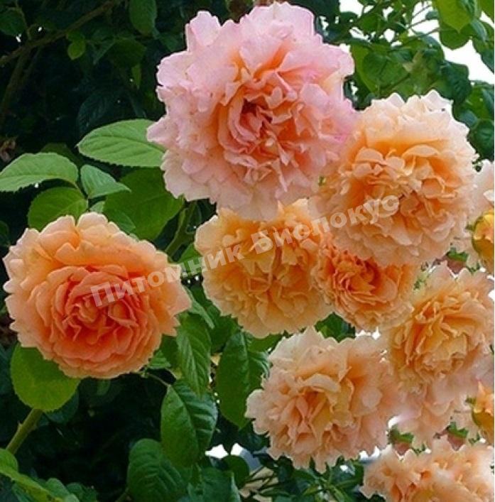 Роза Полька