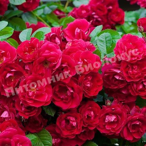 Роза Ред Фейри