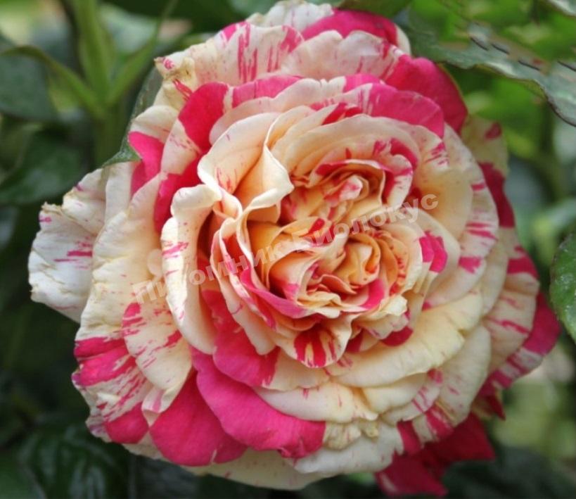 Роза Ваниль Фрайз