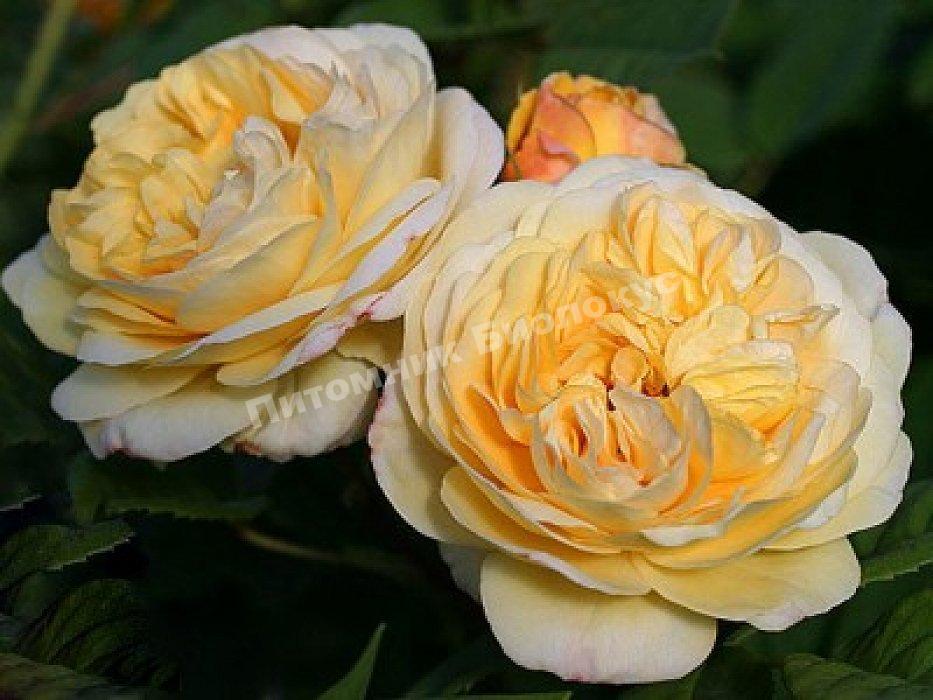 Роза Вел Бинг