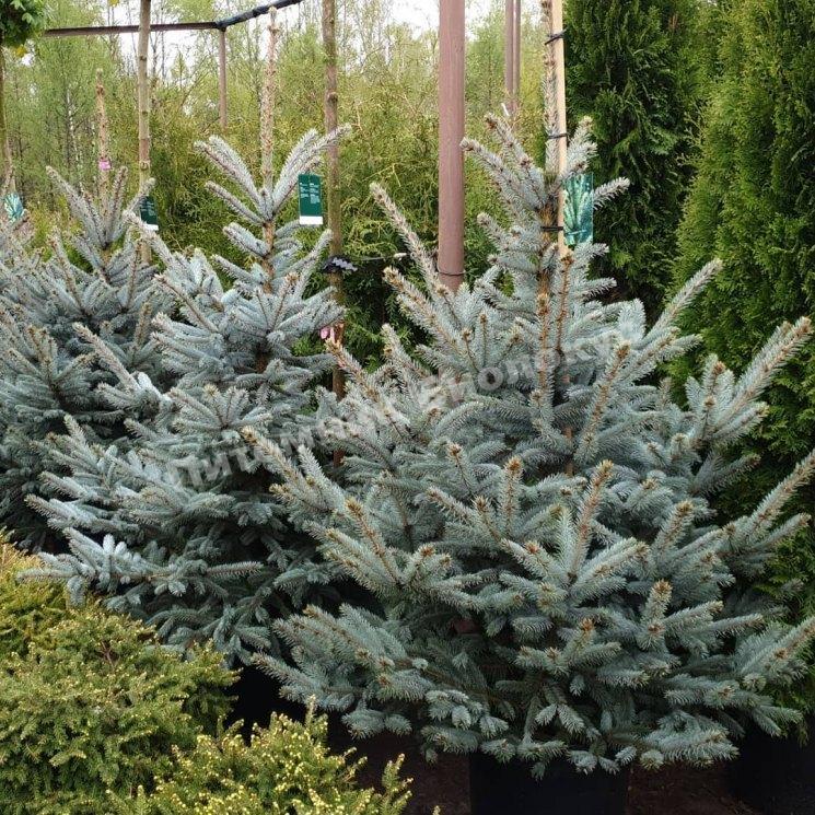 Ель колючая Глаука