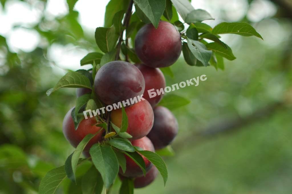 Алыча Бархатная