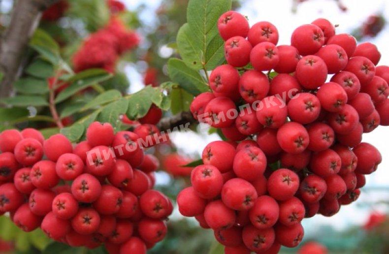 Рябина Алая крупная