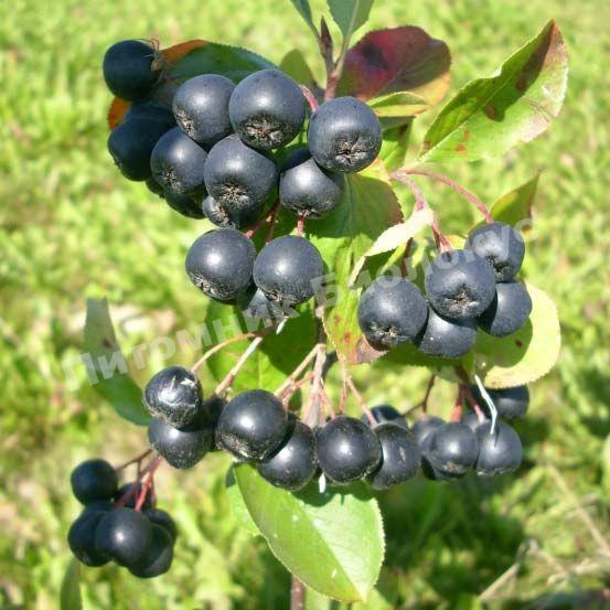 Рябина черноплодная (Арония) Арон