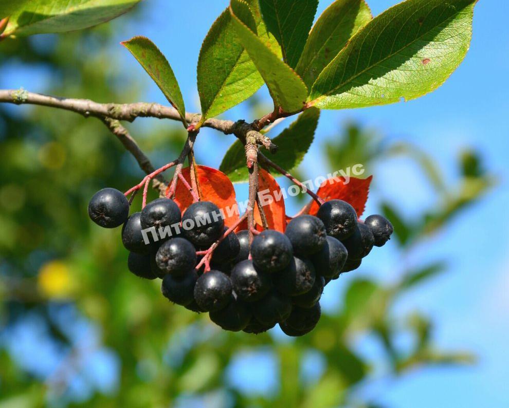 Рябина черноплодная (Арония) Черноокая