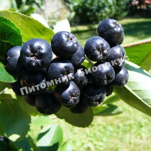 Рябина черноплодная (Арония) Неро