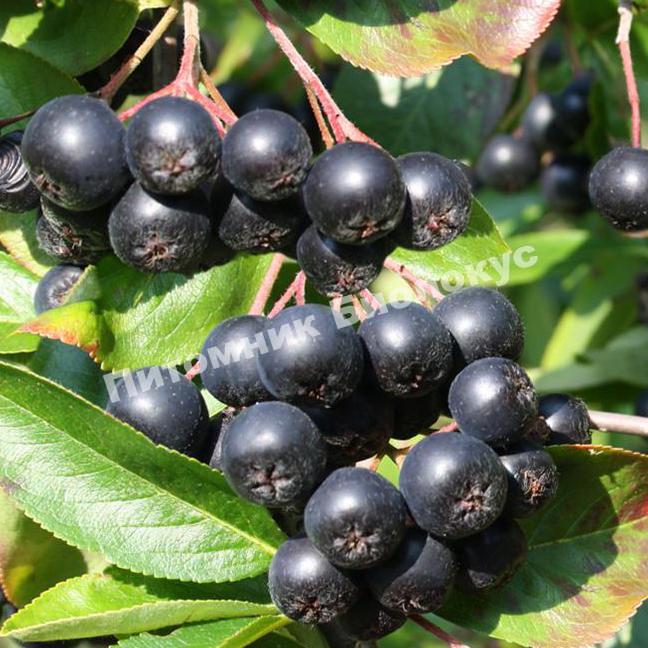 Рябина черноплодная (Арония) Викинг