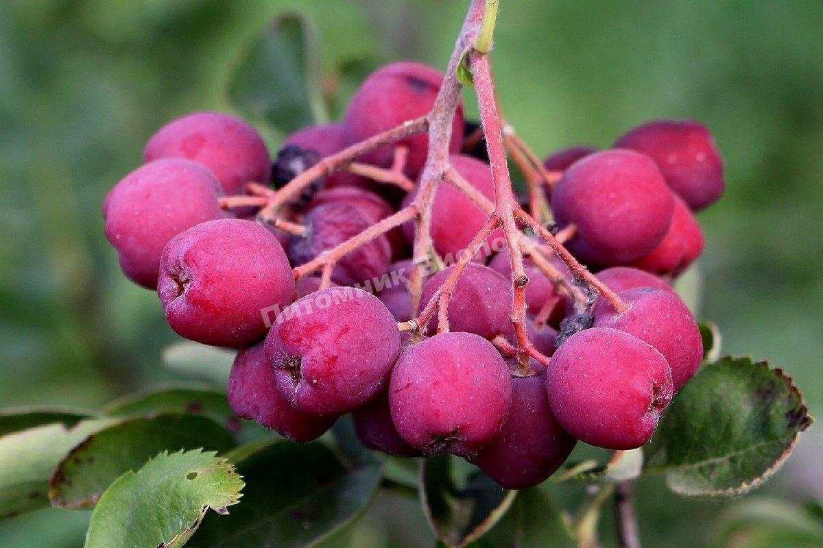 Рябина Десертная Мичуринская (Мичурина)