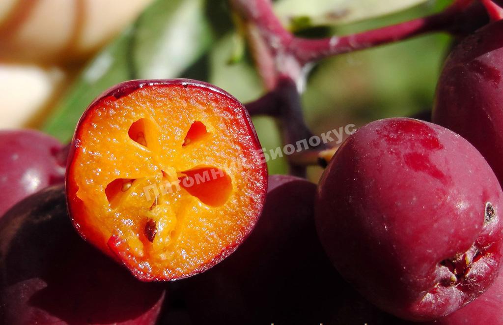 Рябина Гранатная