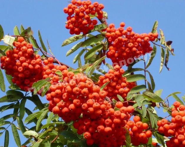 Рябина Красавица