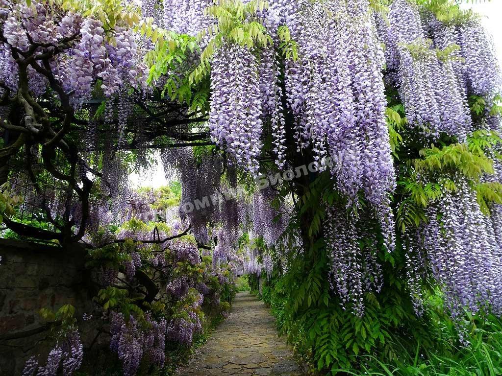 Глициния китайская