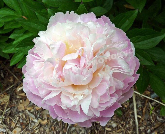 Пион травянистый Мунстоун
