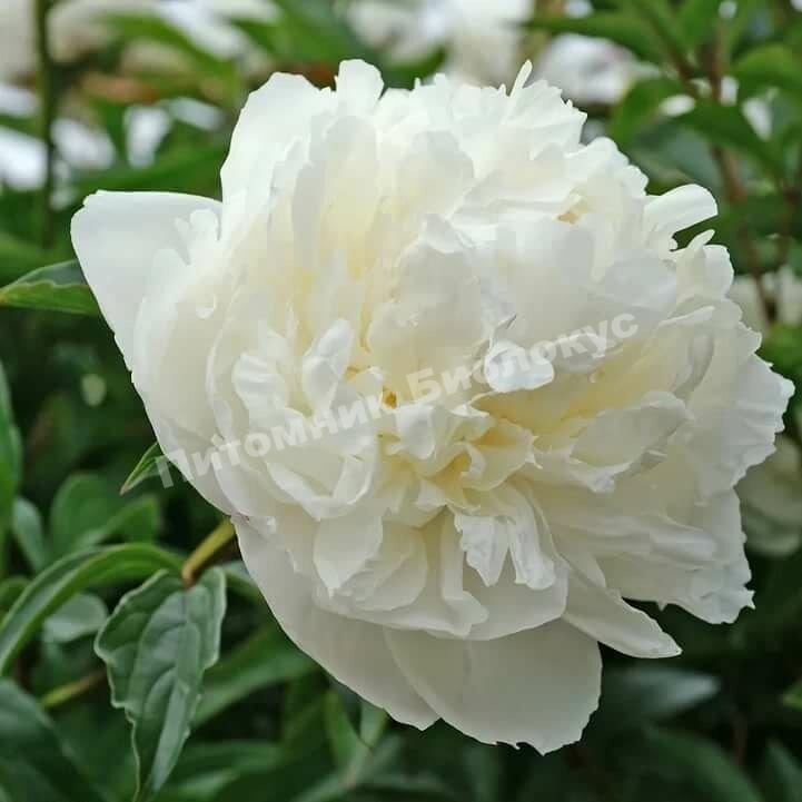 Пион травянистый Мари Лемуан