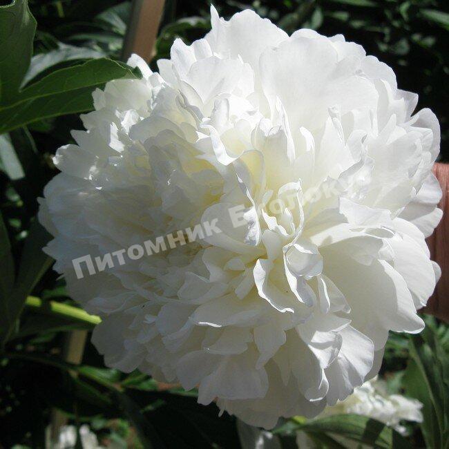 Пион травянистый Уайт Сара Бернар