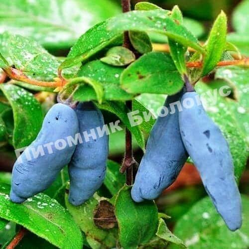 Жимолость Хонеби