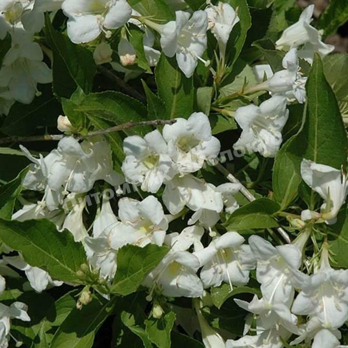 Вейгела флорида Бристоль Сноуфлейк